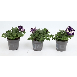 Petunia 'Midnight Sky'