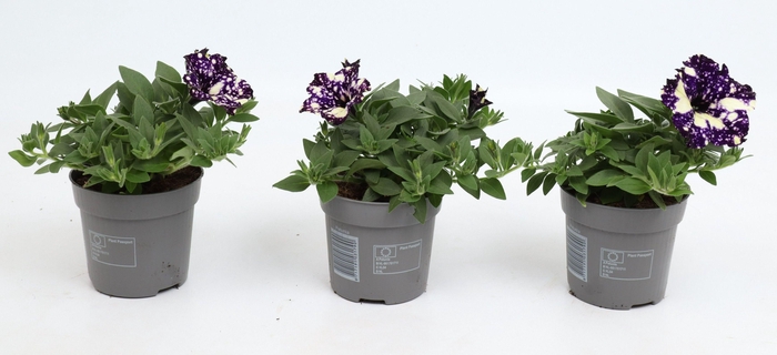 <h4>Petunia 'Midnight Sky'</h4>