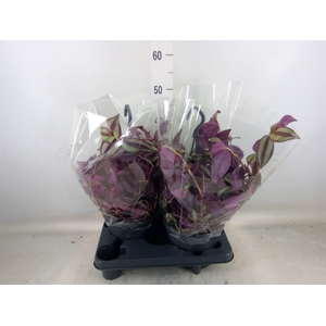Tradescantia zebr.