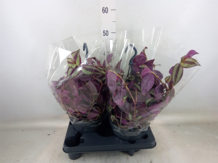 <h4>Tradescantia zebr.</h4>