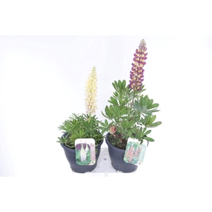 Lupinus