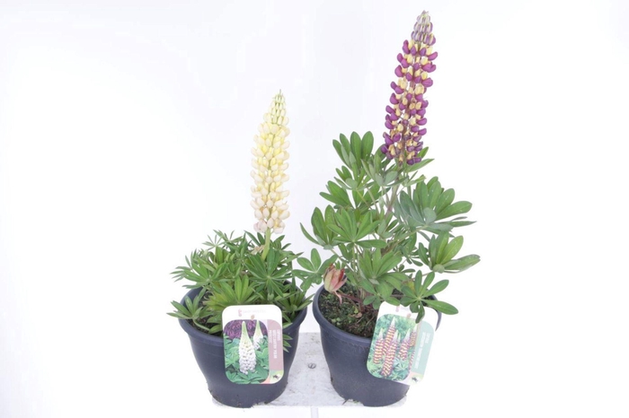 <h4>Lupinus</h4>