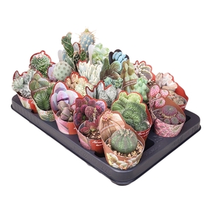 CACTUS + SUCCU GEM