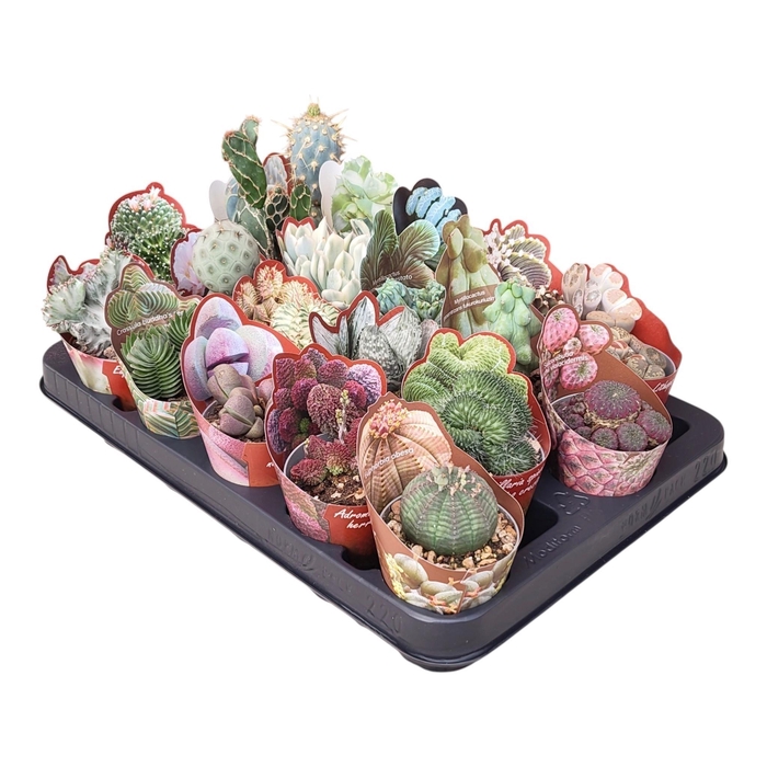 <h4>CACTUS + SUCCU GEM</h4>