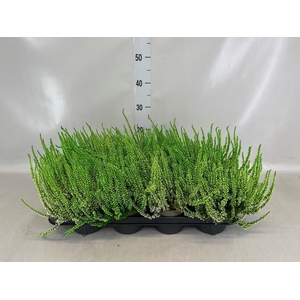 Calluna vulg.   ...