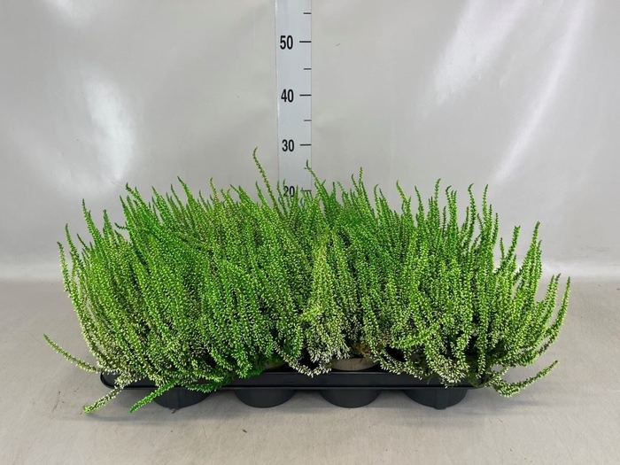Calluna vulg.   ...