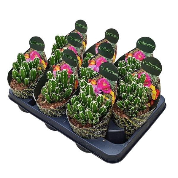 <h4>CERE FLORIDA</h4>