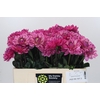 Dahlia Annamarie