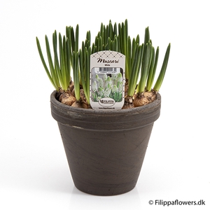 MUSCARI ARMENIACUM P15 WIT