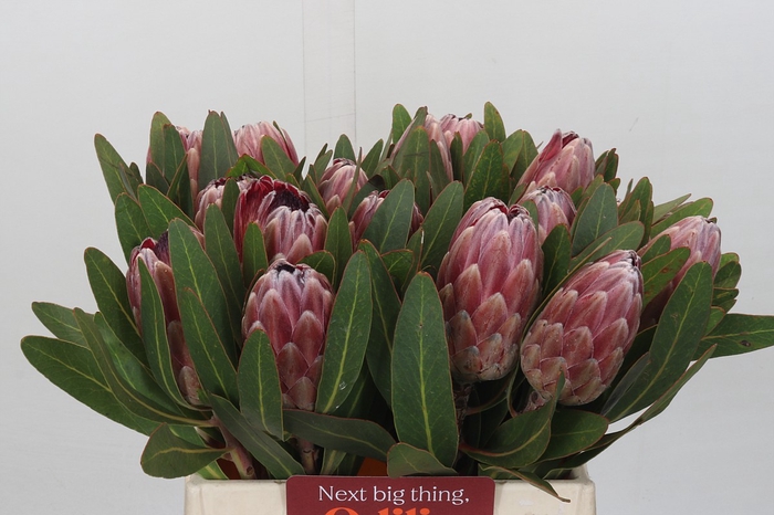 <h4>Protea Pink Ice</h4>