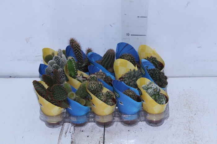 <h4>CACTUS MINI P06</h4>