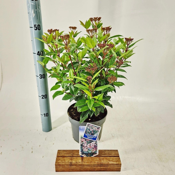 <h4>Viburnum Anvi</h4>