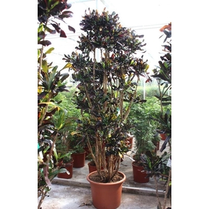 Codiaeum Mammi (Croton)