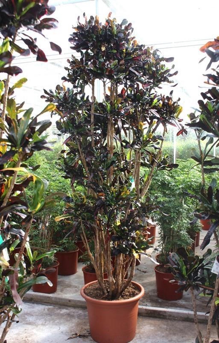 <h4>Codiaeum Mammi (Croton)</h4>