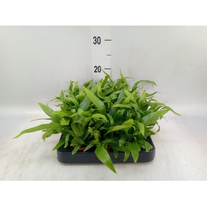 Asplenium antiquum