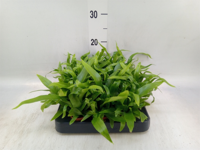 <h4>Asplenium antiquum</h4>