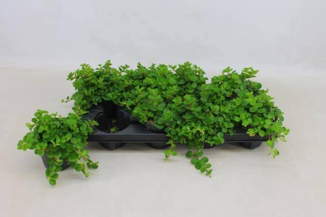 <h4>PEP ROTUNDIFOLIA</h4>