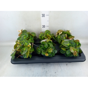 Begonia BD   ...