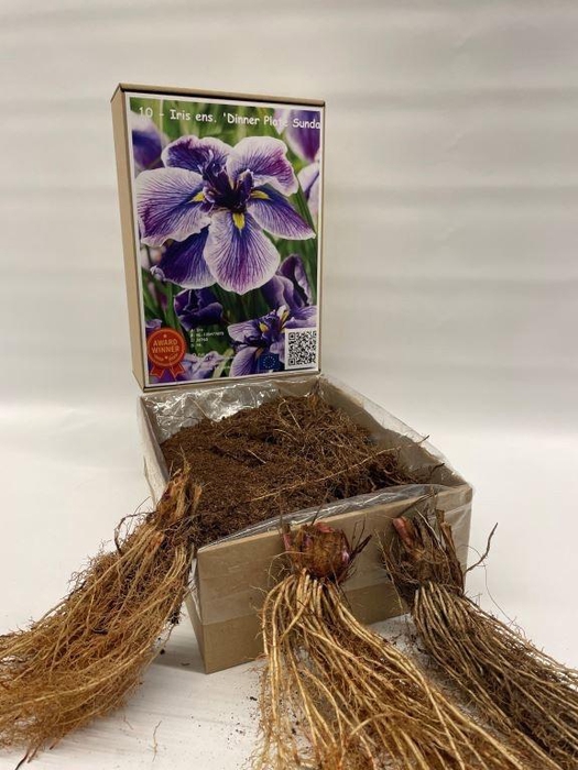 <h4>BOLBLOEMEN OV</h4>