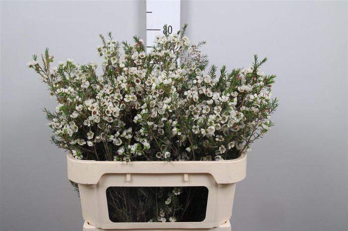 <h4>Chame Me Gil</h4>