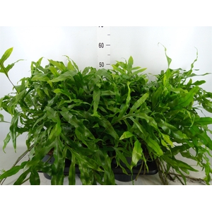 Microsorum diversifolium