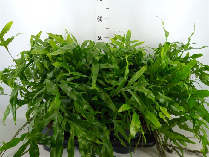 <h4>Microsorum diversifolium</h4>