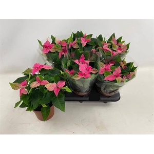 EUPHOR P PRI HO PINK