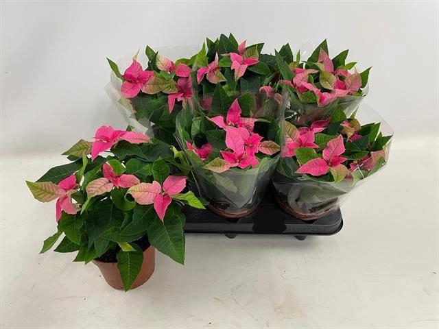 <h4>EUPHOR P PRI HO PINK</h4>