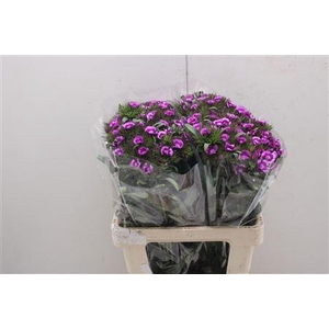 Di Barb Viola Fantasia