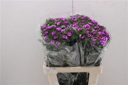 <h4>Di Barb Viola Fantasia</h4>