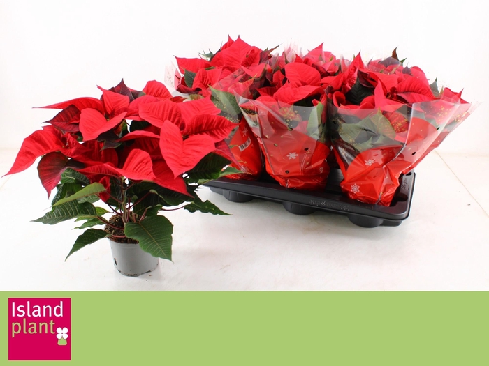 <h4>EUPHOR P CHR UNIVERS</h4>