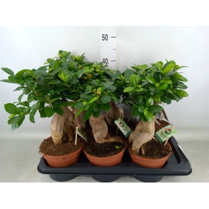 Ficus microcarpa 'Ginseng'