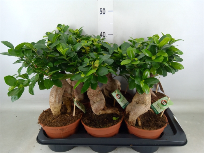 <h4>Ficus microcarpa 'Ginseng'</h4>