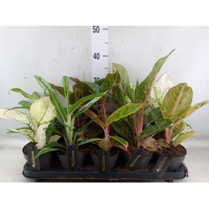 Aglaonema   ...