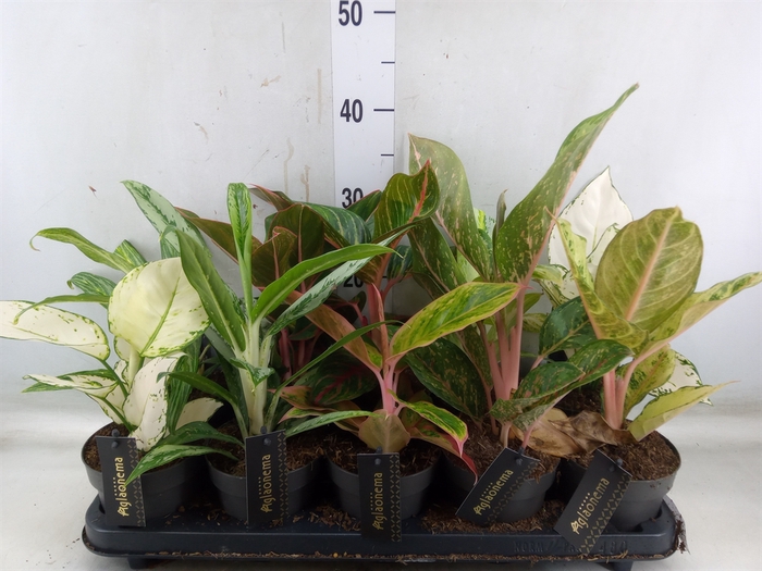 <h4>Aglaonema   ...</h4>
