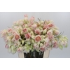 Blushing Bride 4/6 Flowers