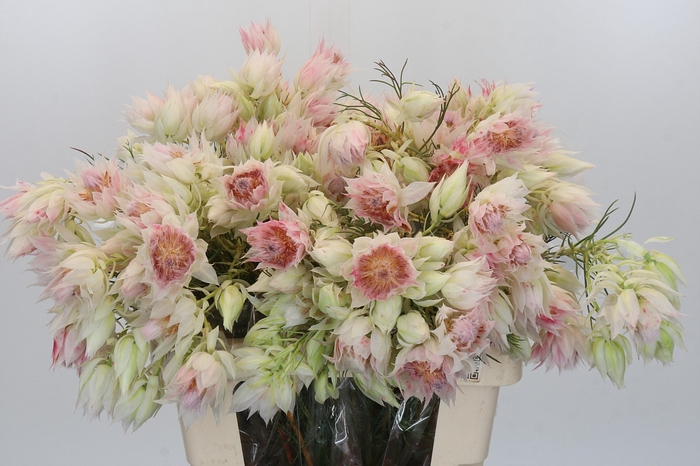 Blushing Bride 4/6 Flowers