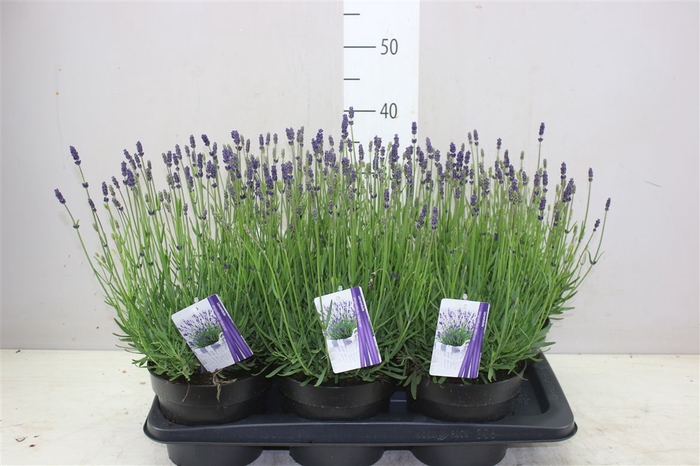 <h4>Lavandula An Hidcote</h4>