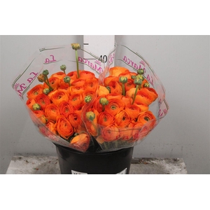 Ran Cl Su Lambada Ex