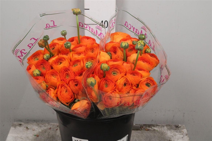 <h4>Ran El. Dark Orange Ex</h4>