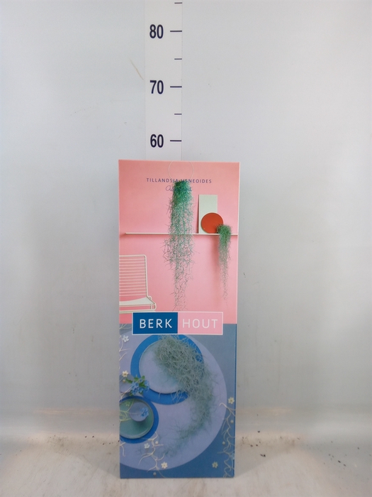 <h4>Tillandsia usneoides</h4>