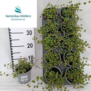 MUEHLENBECK CO MAORI