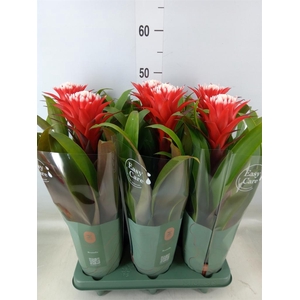 Guzmania  'Hope'