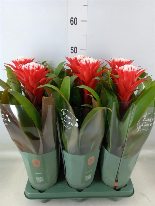 <h4>Guzmania  'Hope'</h4>