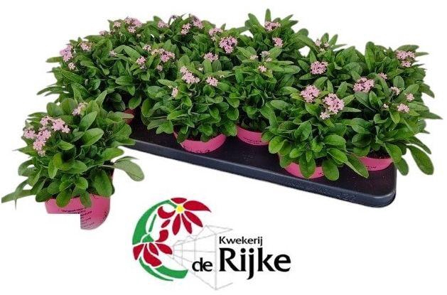 <h4>Myosotis Mon Amie Pink</h4>