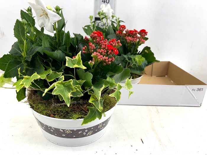 <h4>ARR TUINPLANTEN</h4>