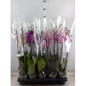 Phalaenopsis   ...mix