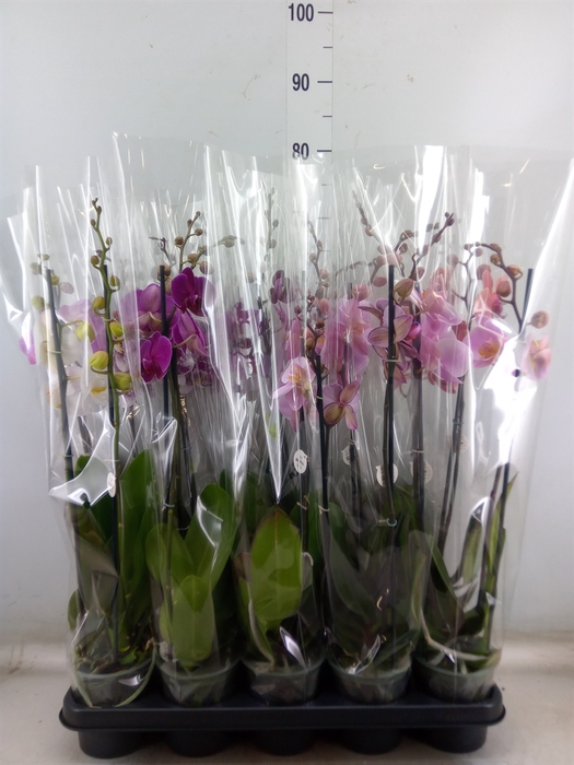 <h4>Phalaenopsis   ...mix</h4>