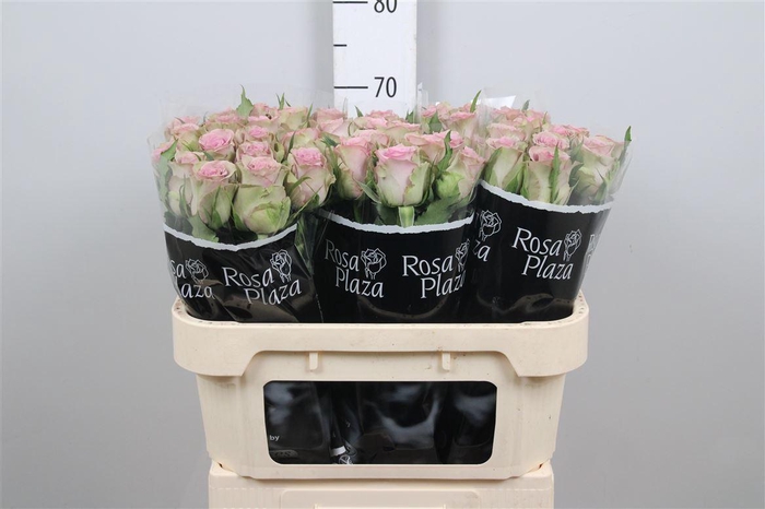 <h4>R Gr Samantha Bridal</h4>