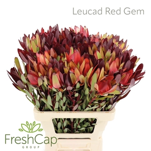 Leucad Red Gem